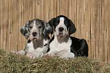 DOGUE ALLEMAND 610